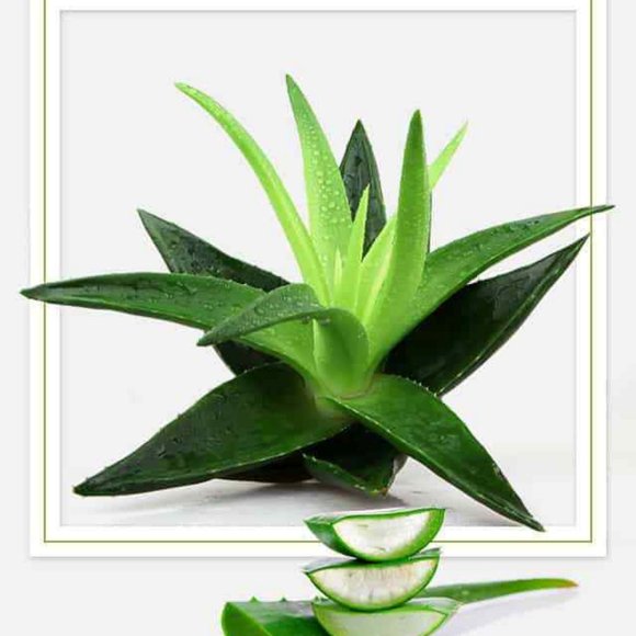 SPROUTS VARIETY LOT FACIAL TOWELETTES + BAR SOAPS - Picture 10 of 10